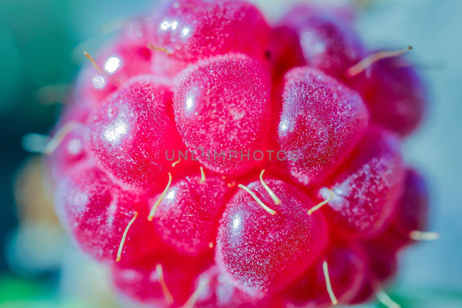 berry raspberry macro as a beautiful background  by roman112007