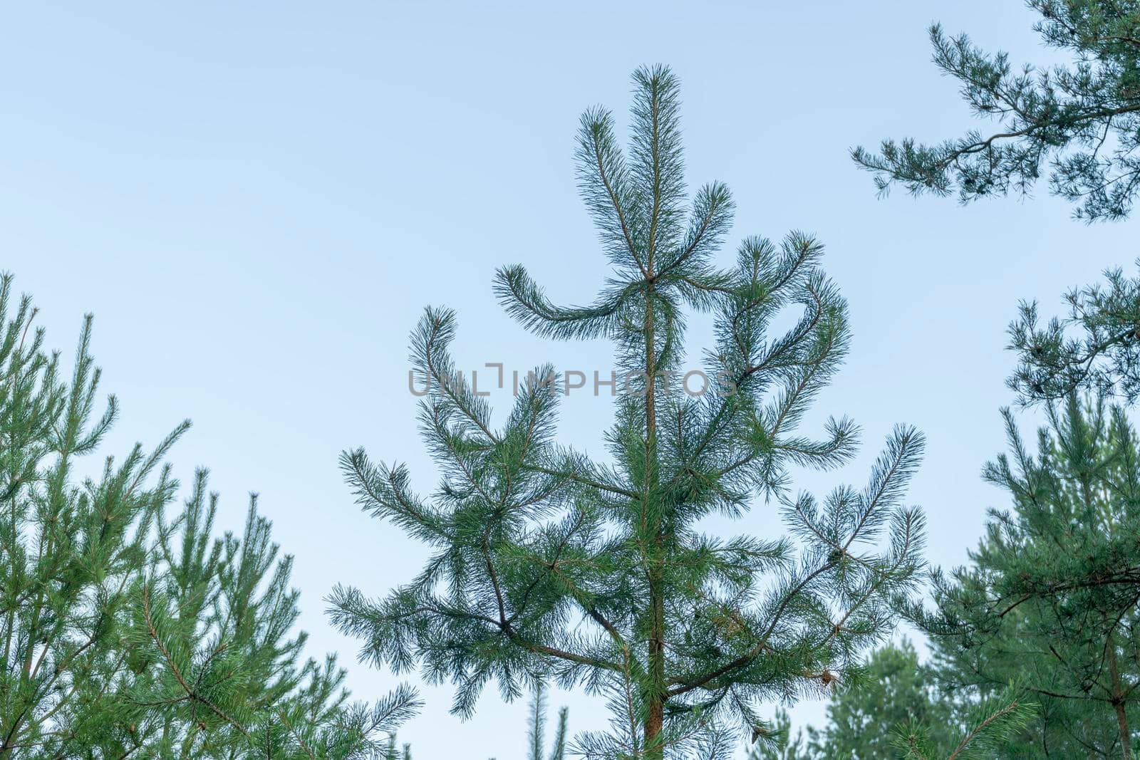 pine branch with a cone close up against the blue sky by roman112007