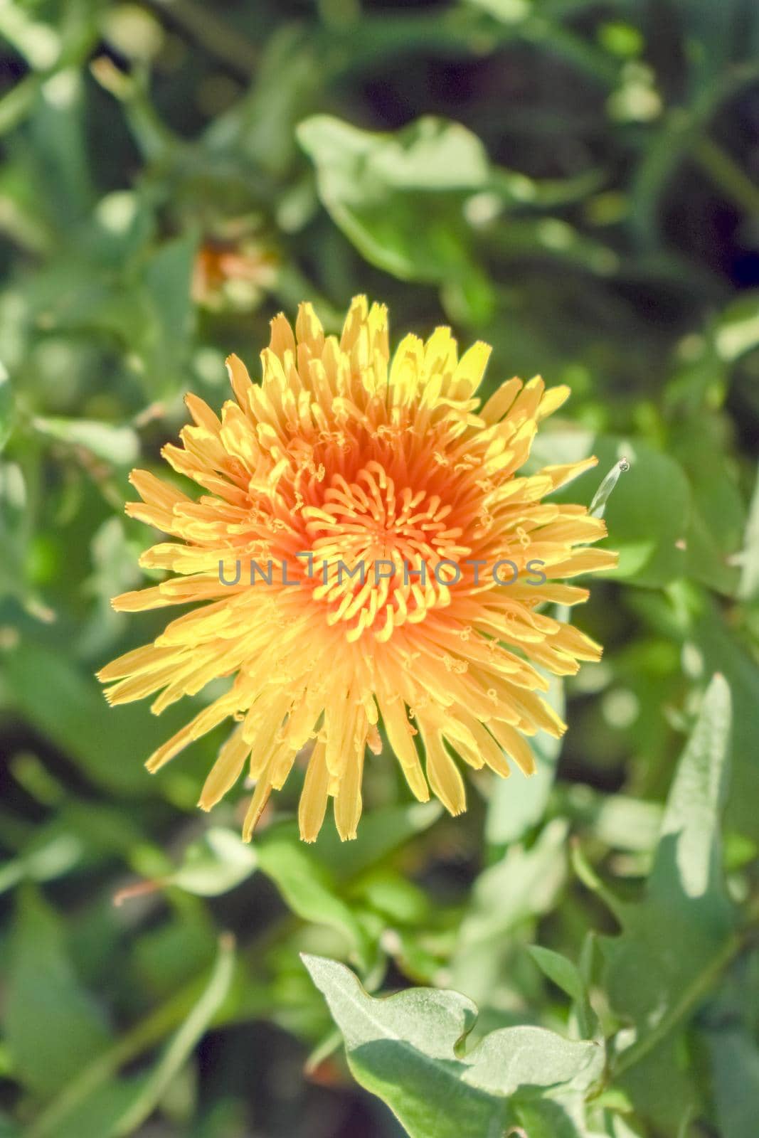 yellow dandelion flower close up. High quality photo