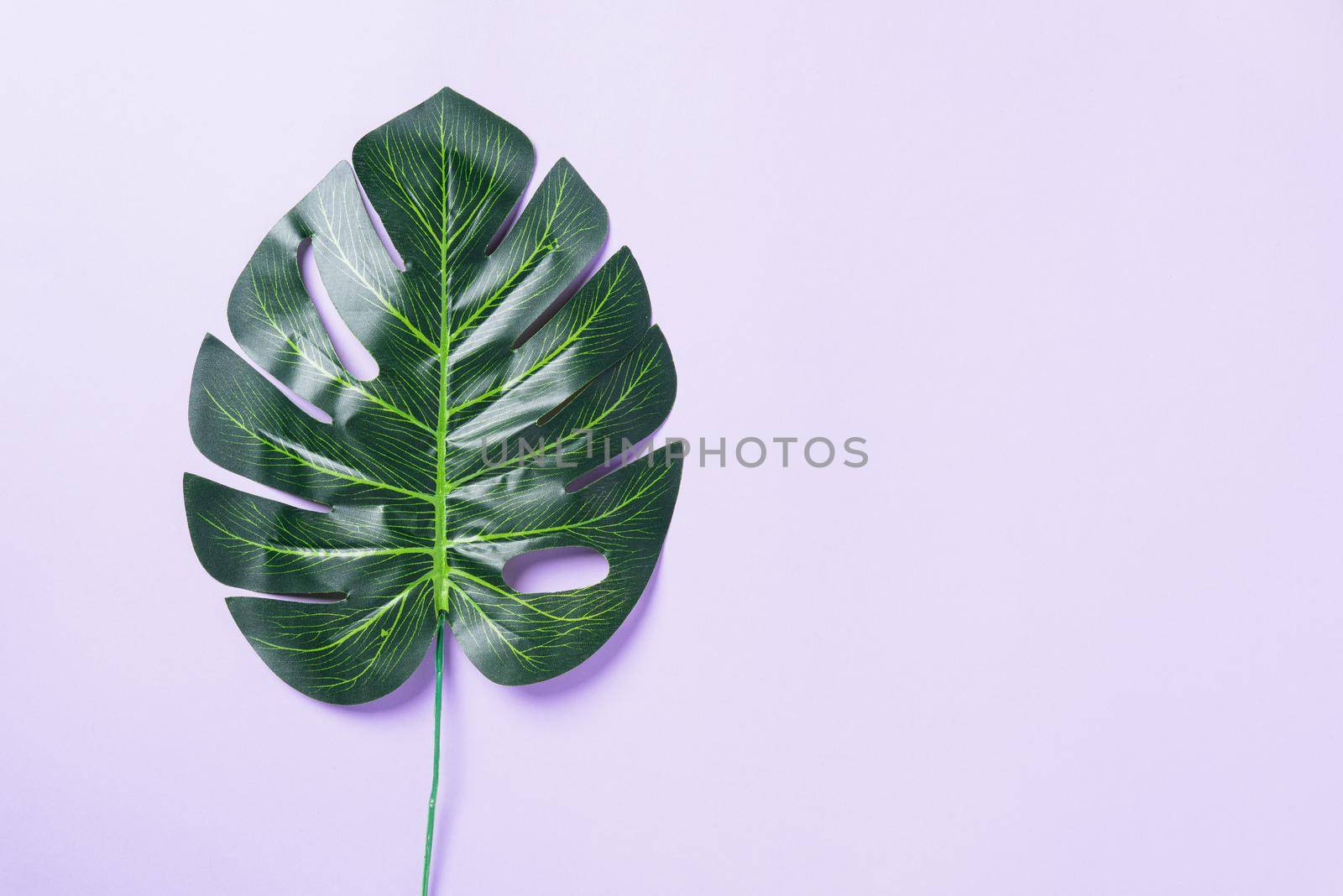 Green flat lay tropical Monstera leaves isolated on a purple background. Palm jungle is exotic