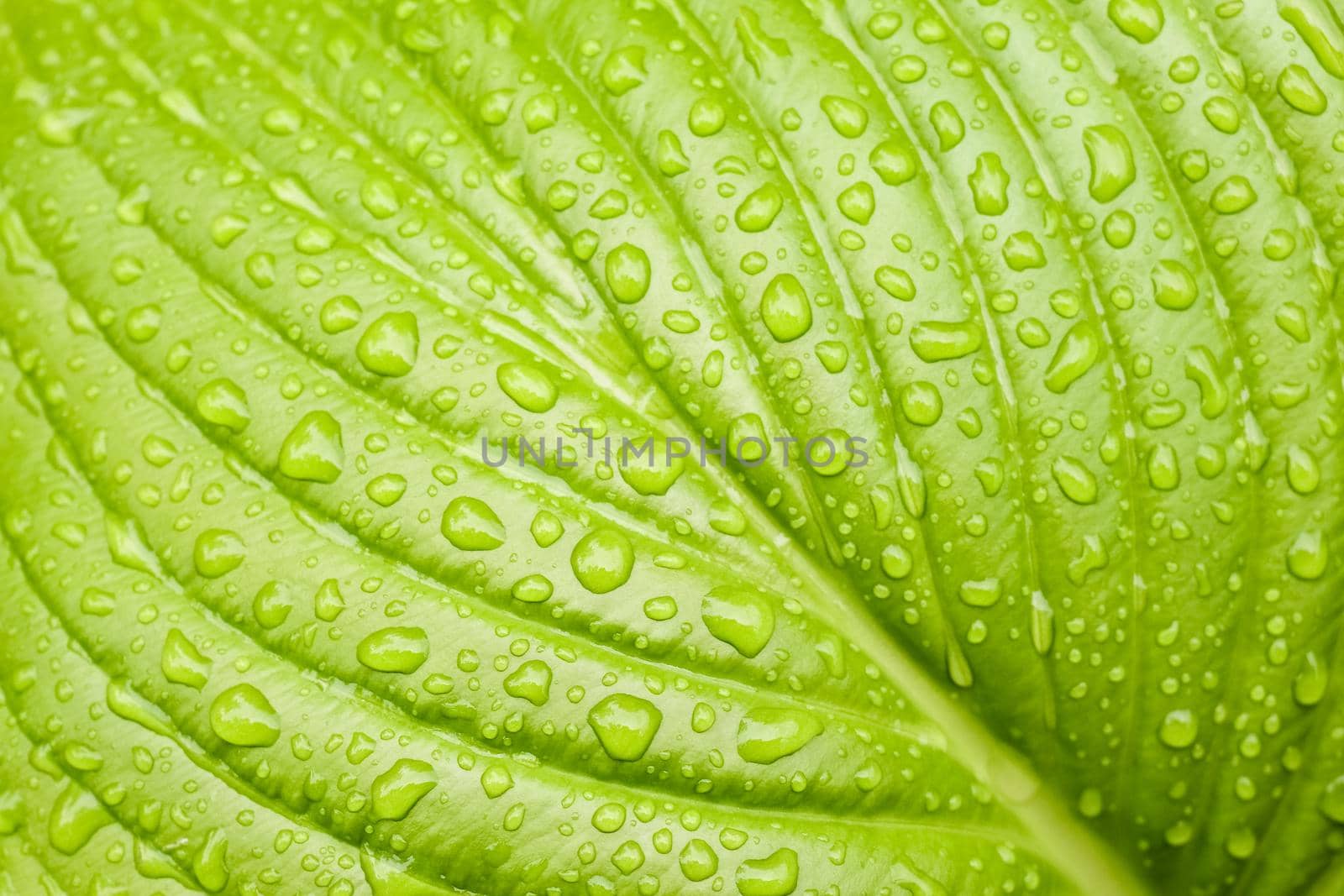 green Hosta leaf with rain drops close-up by roman112007