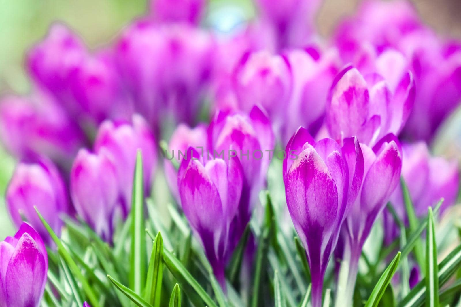 purple crocuses on a beautiful background macro . High quality photo