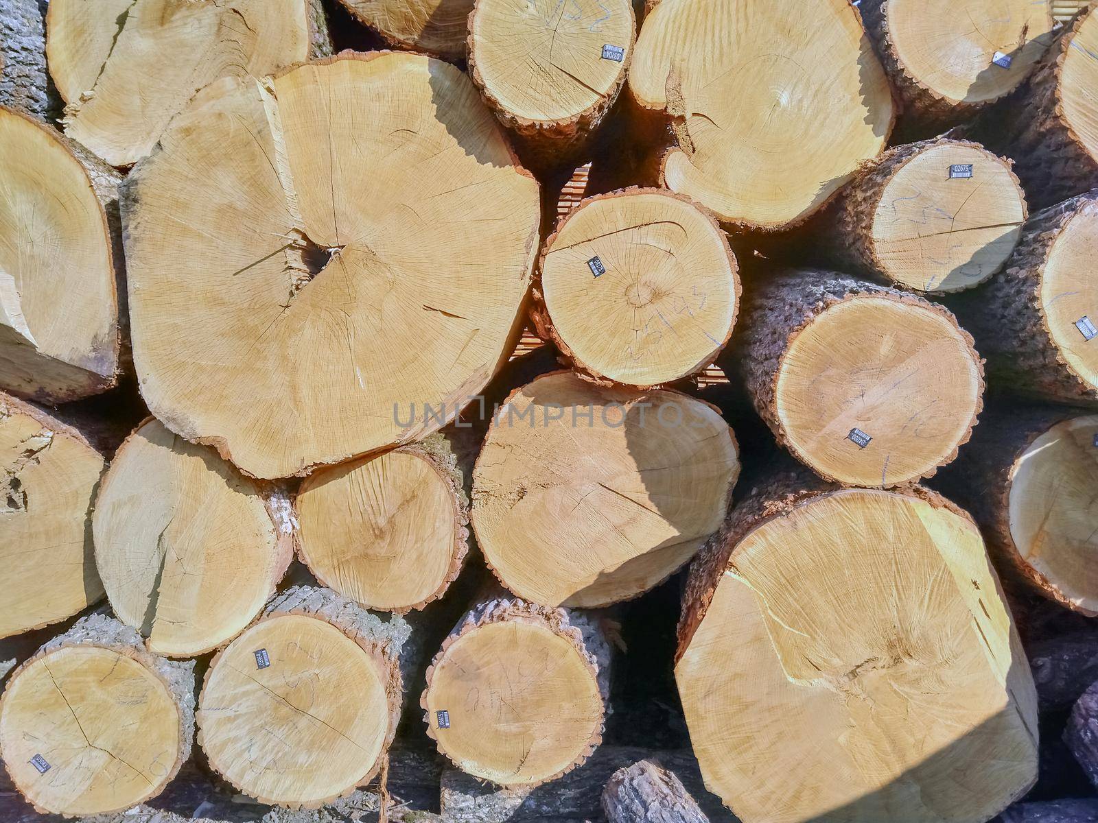 oak logs from the end as a background. High quality photo