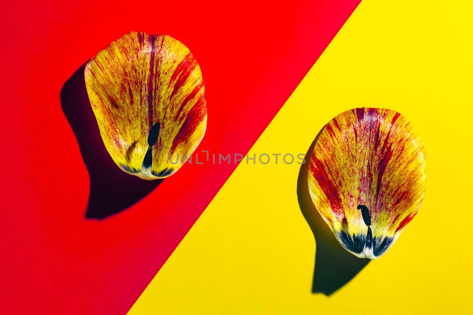 the petals of the flowers on multicolored background, top view by roman112007