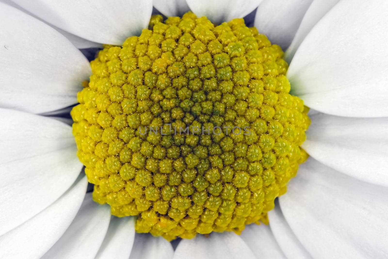 chrysanthemum flower close up macro as background. High quality photo