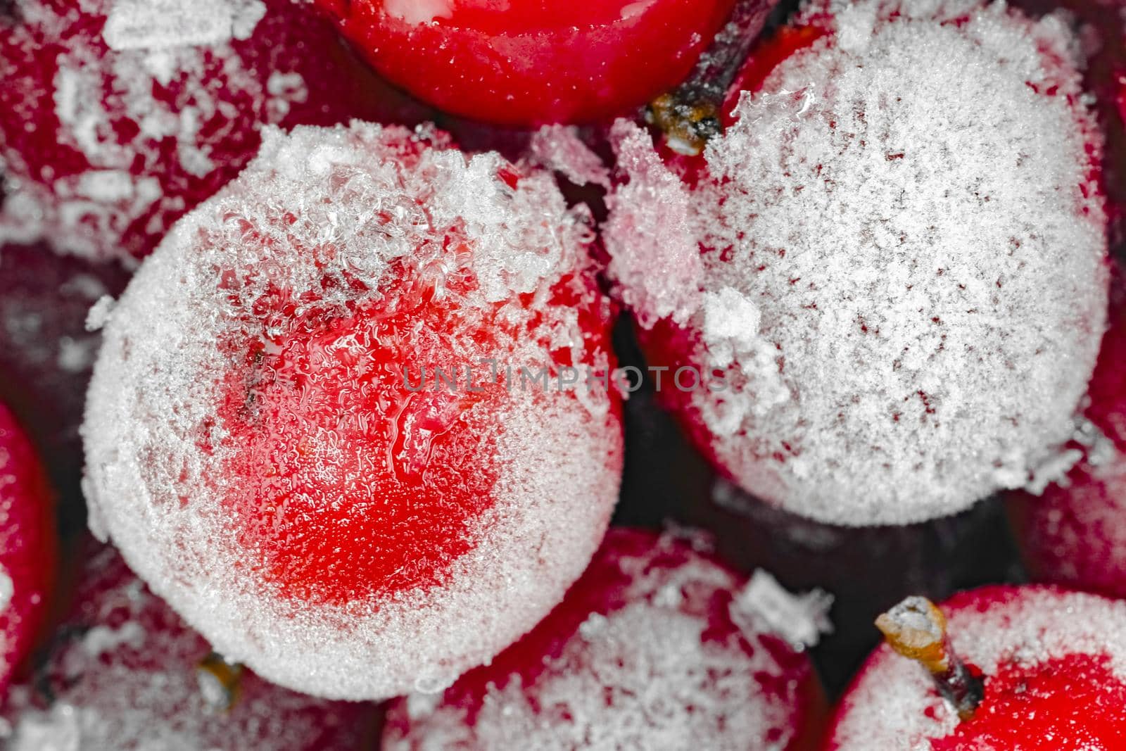 red viburnum berries frozen for the entire frame macro  by roman112007