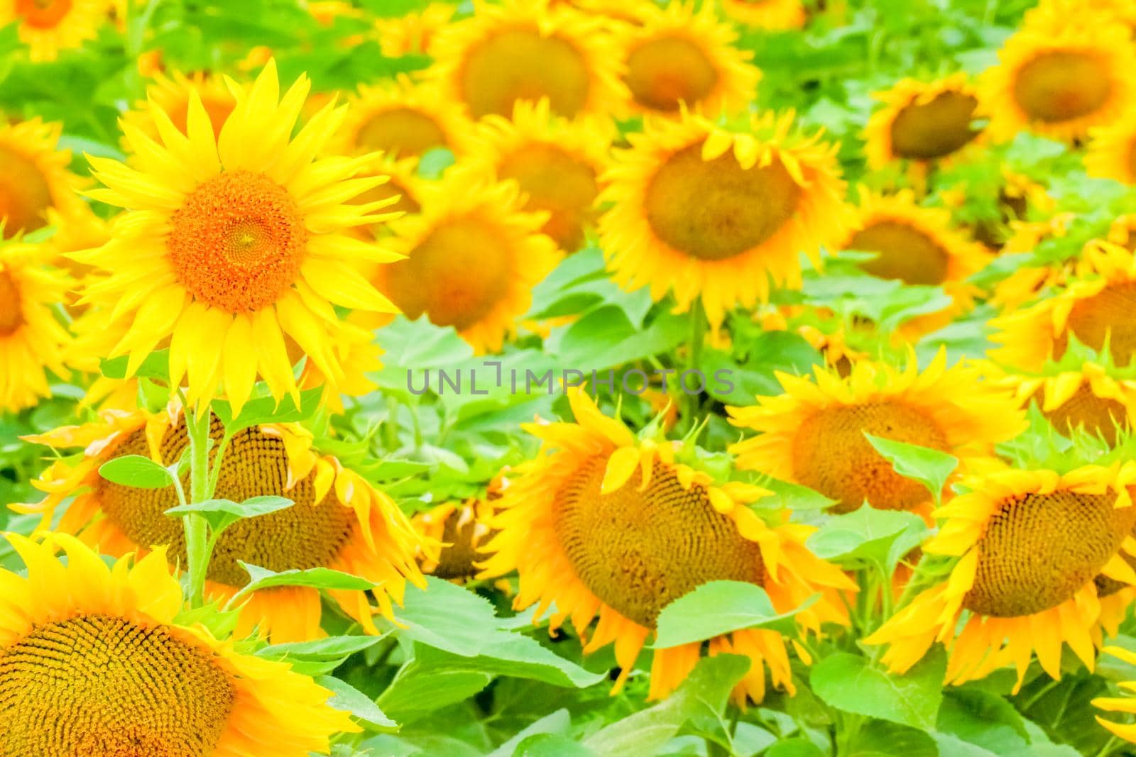 sunflower flowers on the field as background  by roman112007