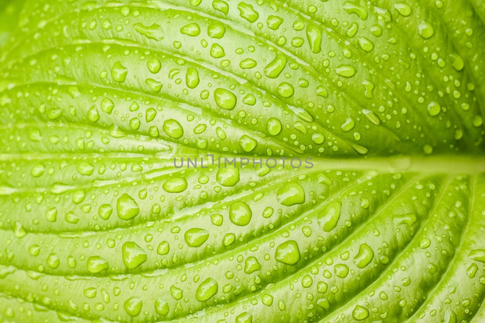 green Hosta leaf with rain drops close-up by roman112007