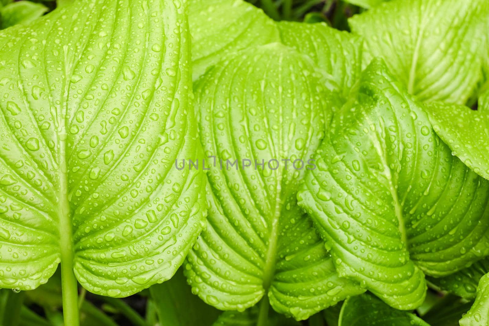 green Hosta leaf with rain drops close-up by roman112007