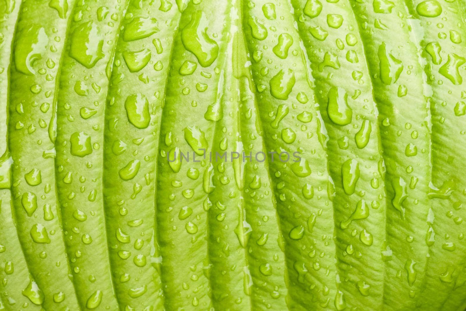 green Hosta leaf with rain drops close-up. High quality photo