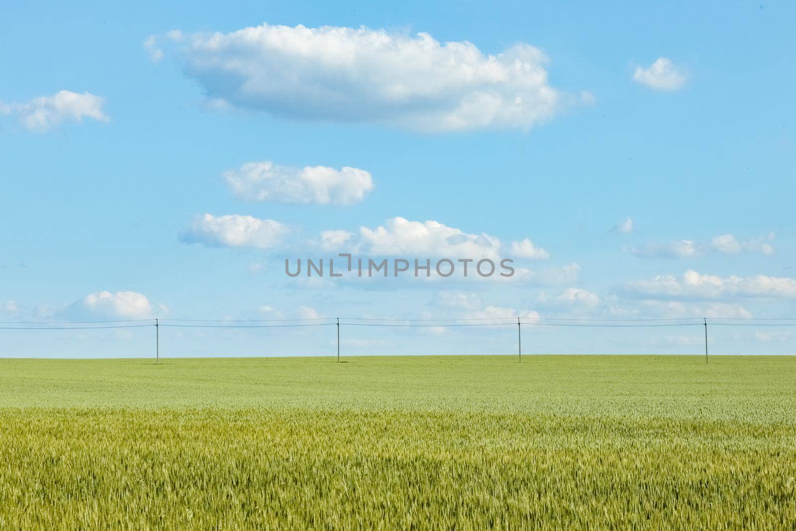 a field of green wheat against a blue sky close up for the entire frame. High quality photo