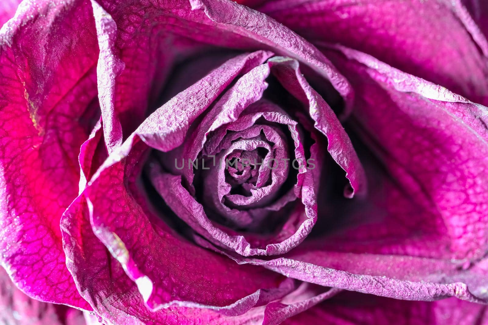 dried red rose Bud as background close up by roman112007