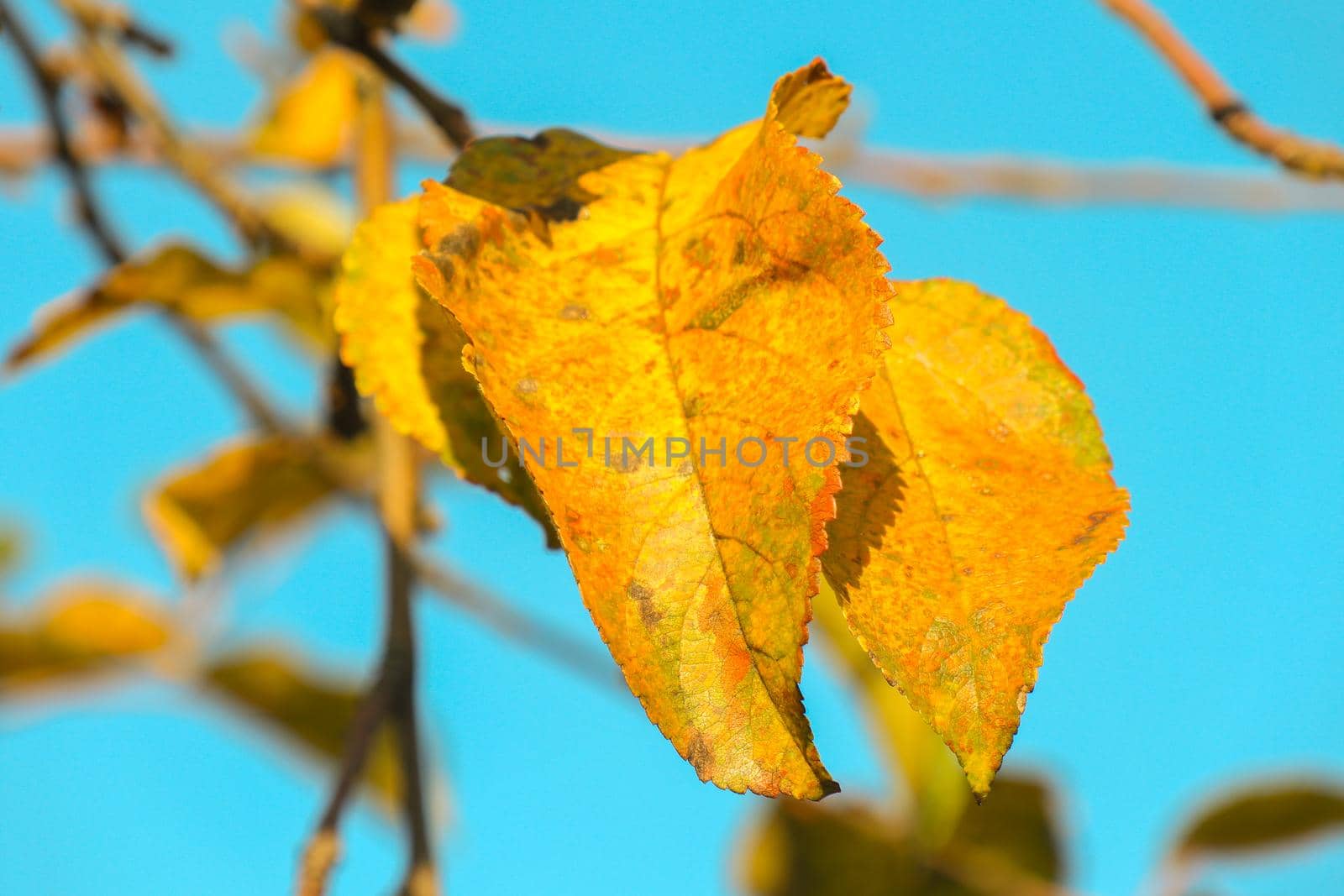 yellow macro sheet as background in autumn Apple tree