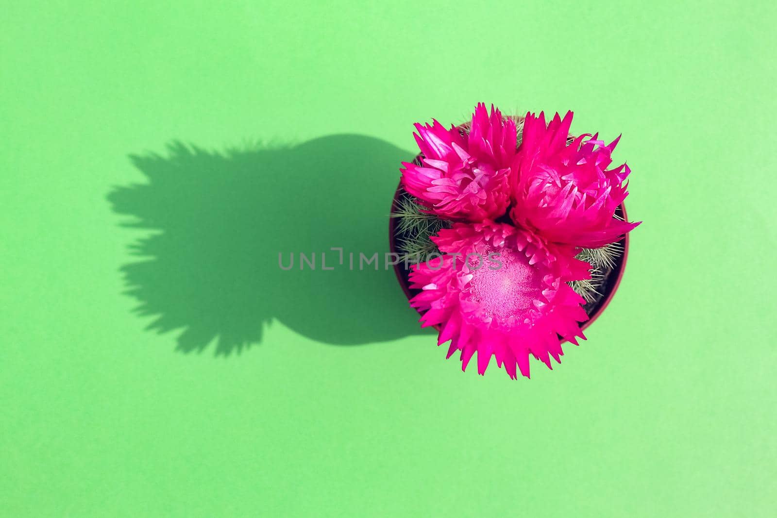 blooming cactus on a colored background pattern top view. High quality photo