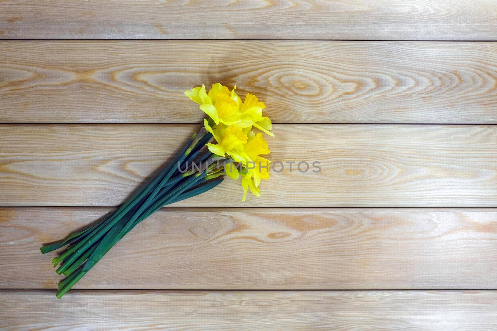 yellow daffodil on a plain background isolate by roman112007