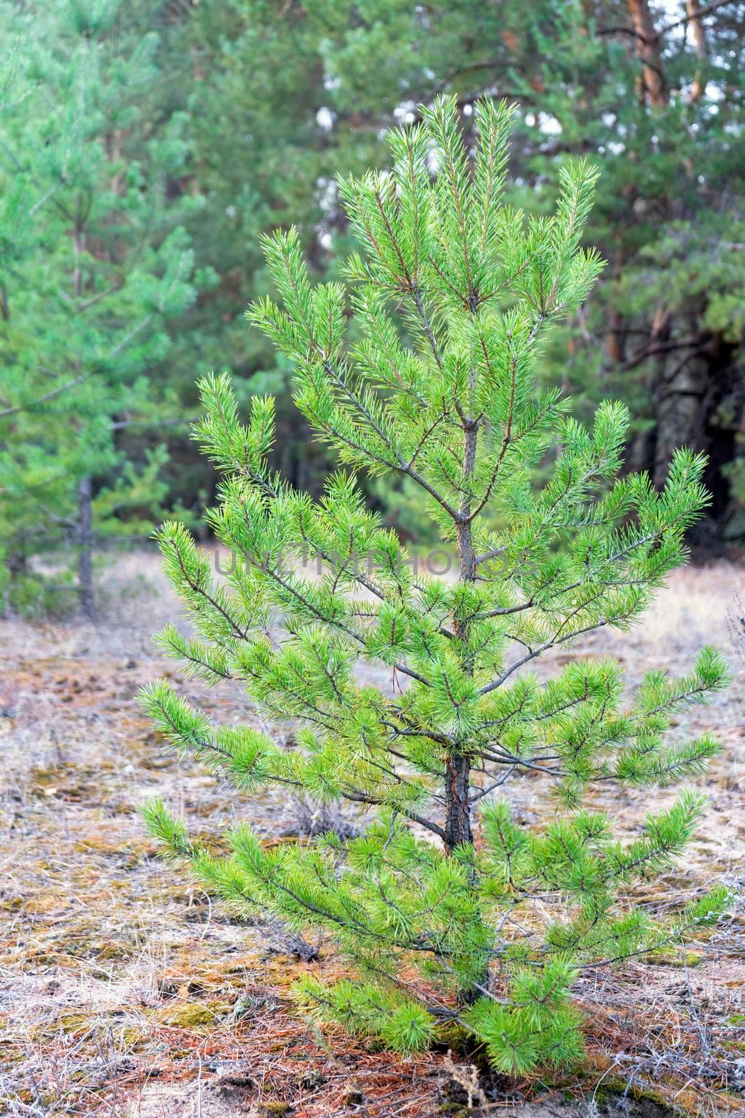 pine branch with a cone close up against the blue sky. High quality photo