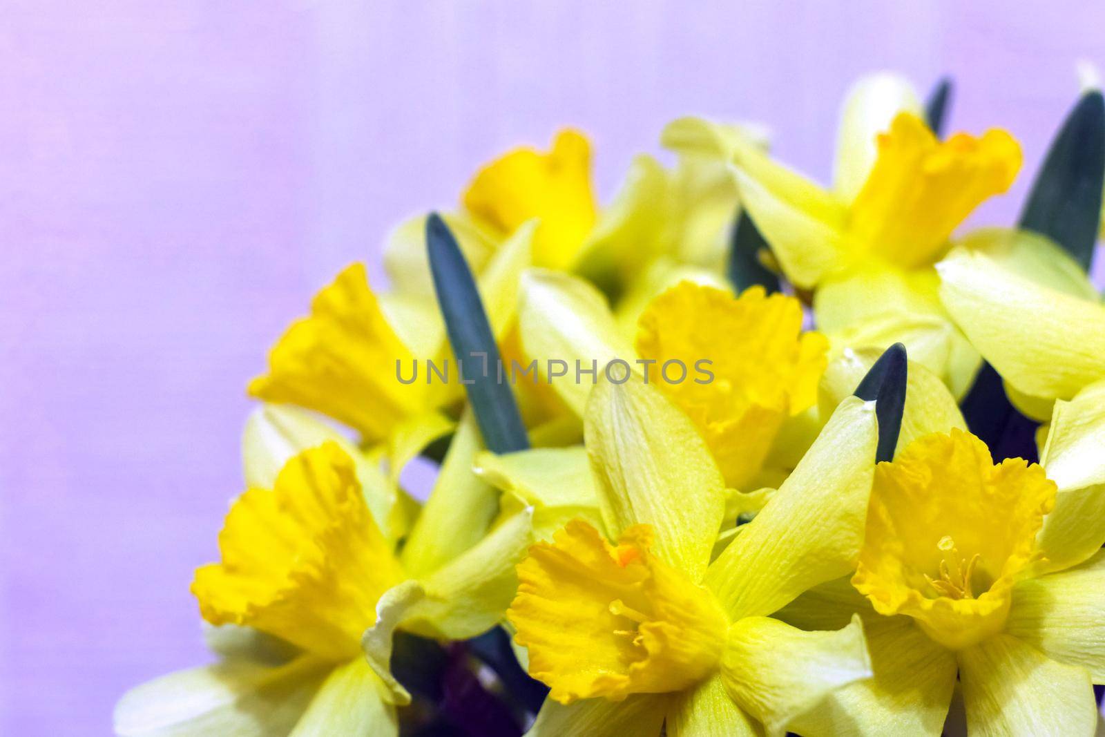 yellow daffodil on a plain background isolate by roman112007