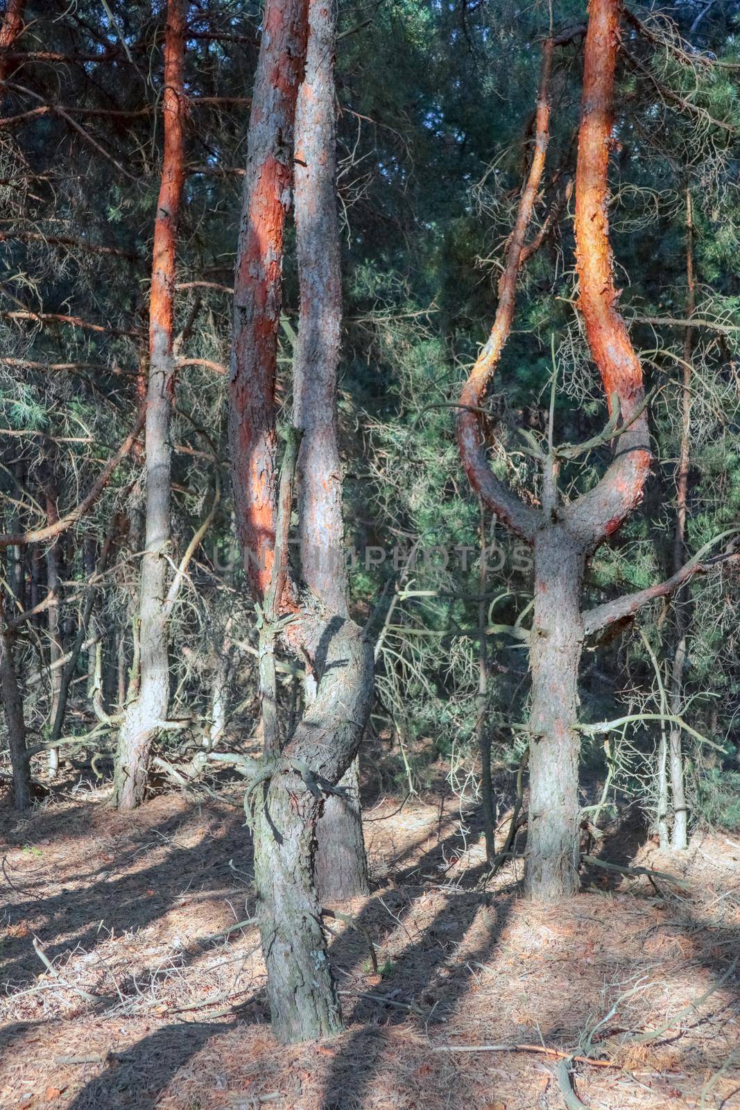 old pine forest. fancy shapes of old trees. High quality photo