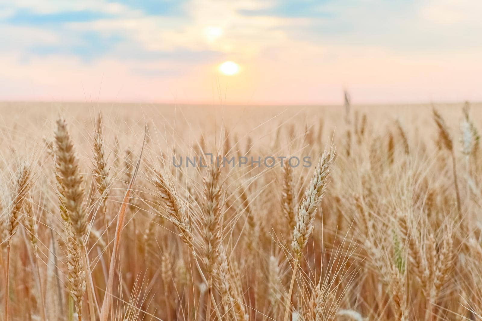 field of ripe wheat against the sky. High quality photo