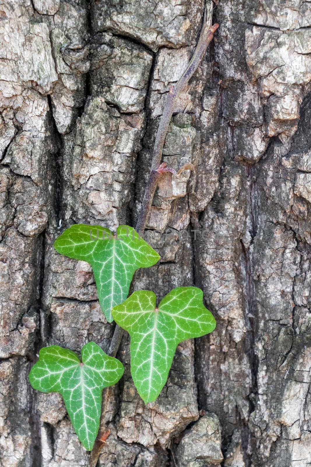 the bark of an old tree as a close-up background. High quality photo