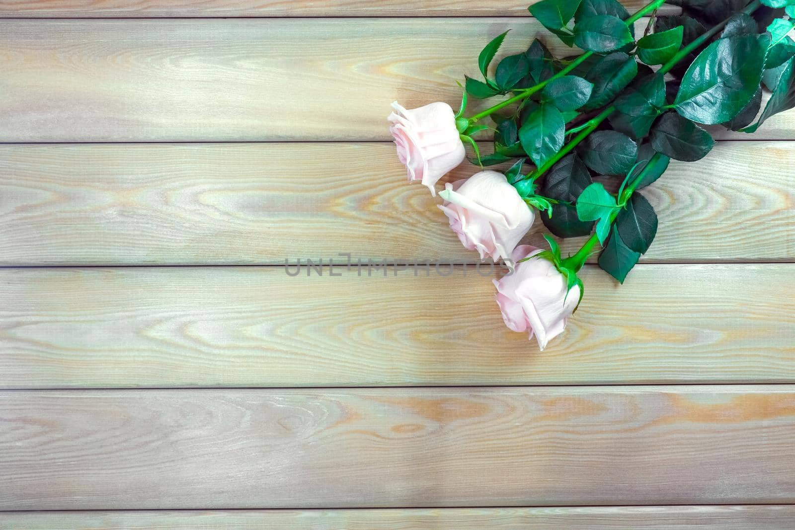 pink roses on a wooden background