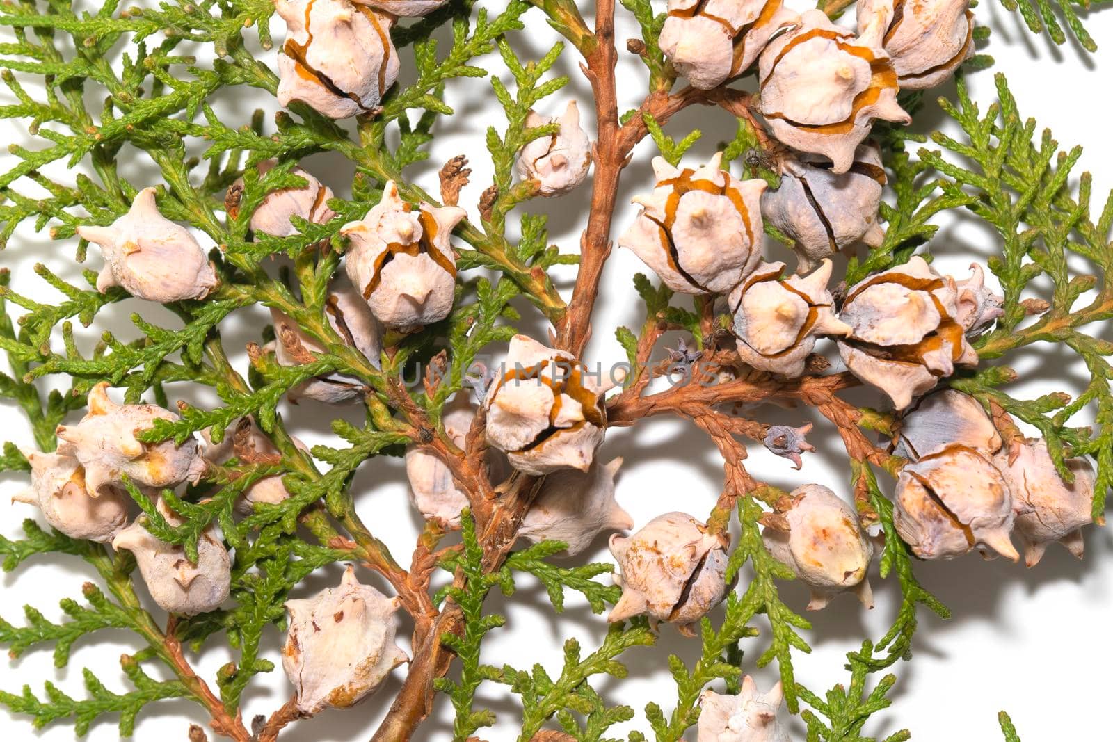 thuja branch with opening cones close-up on a white background. High quality photo