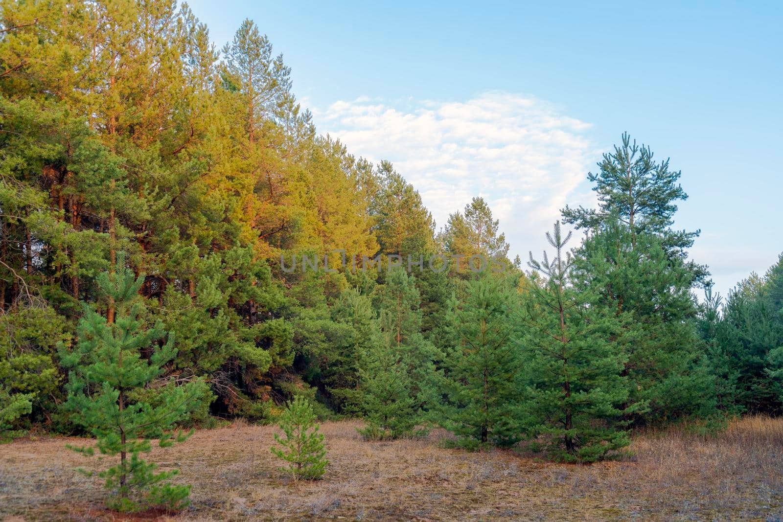 autumn forest landscape with blue sky background by roman112007