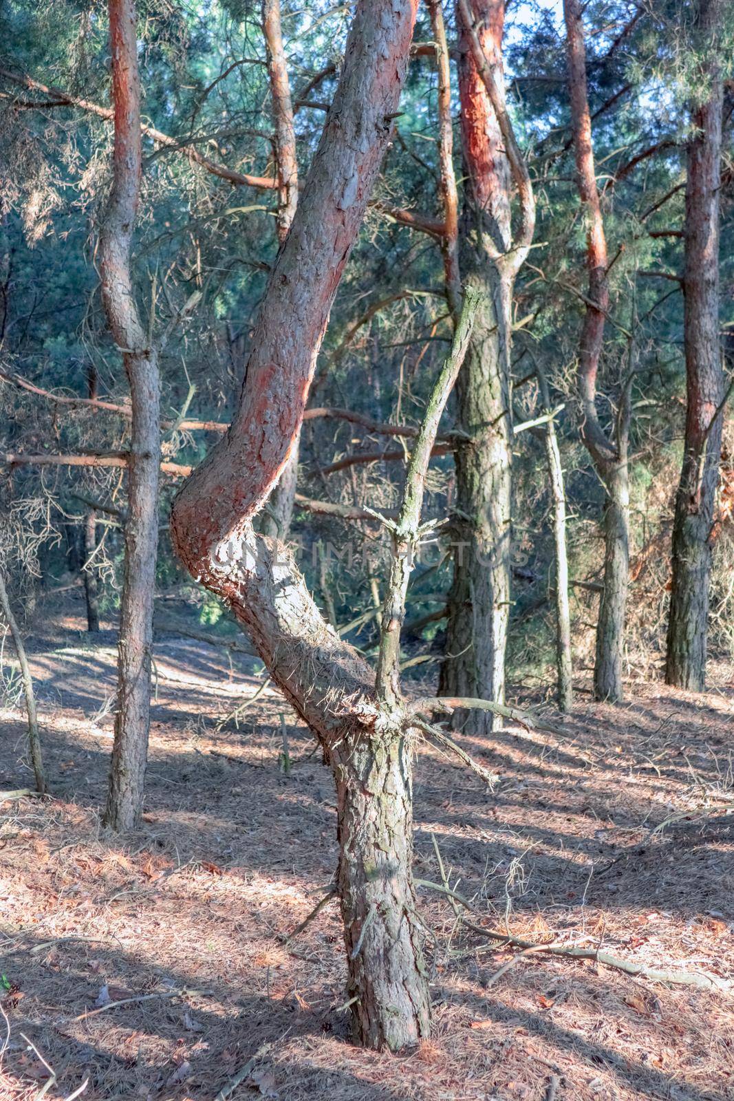 old pine forest. fancy shapes of old trees. High quality photo