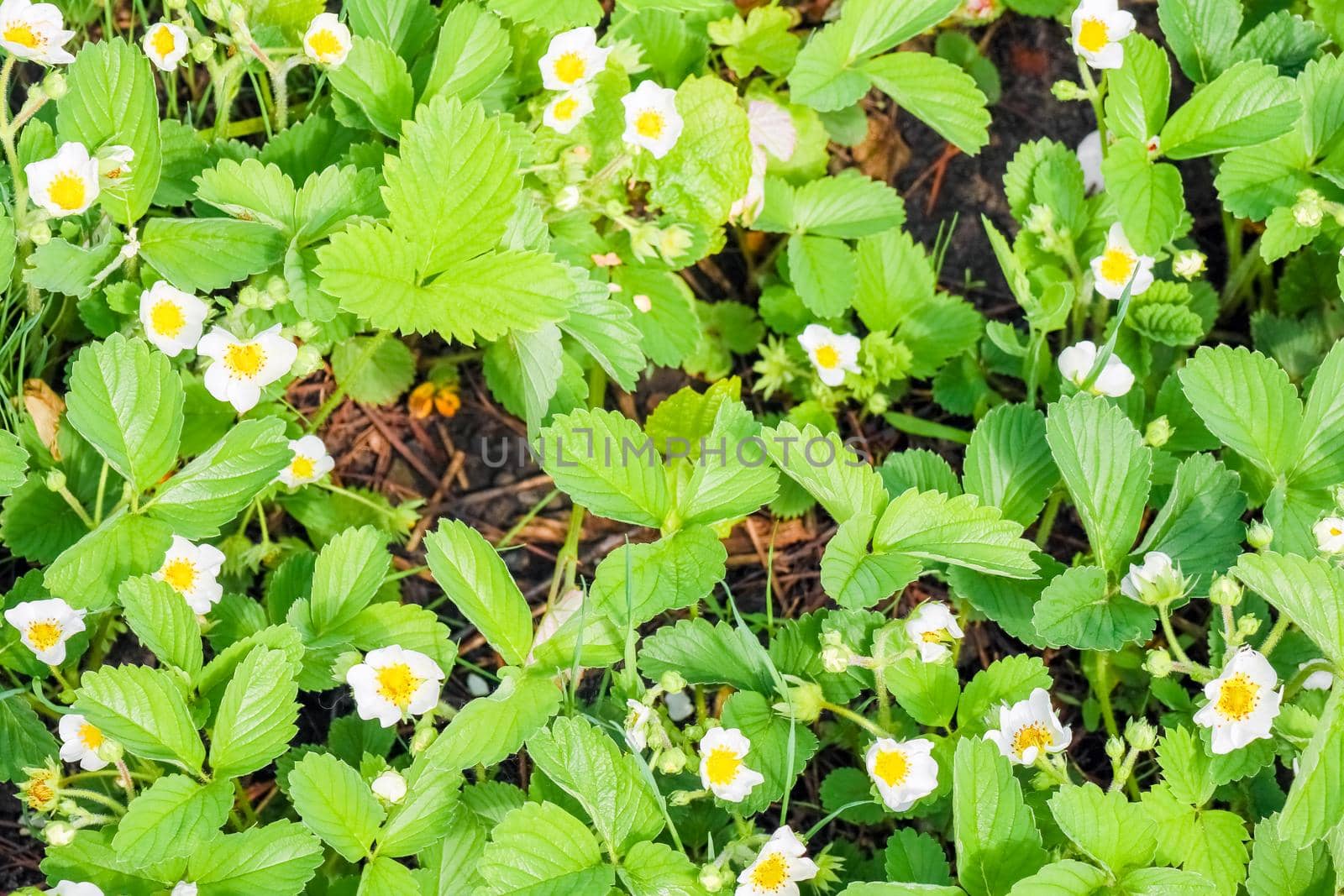 blooming strawberries for the entire frame top view. High quality photo