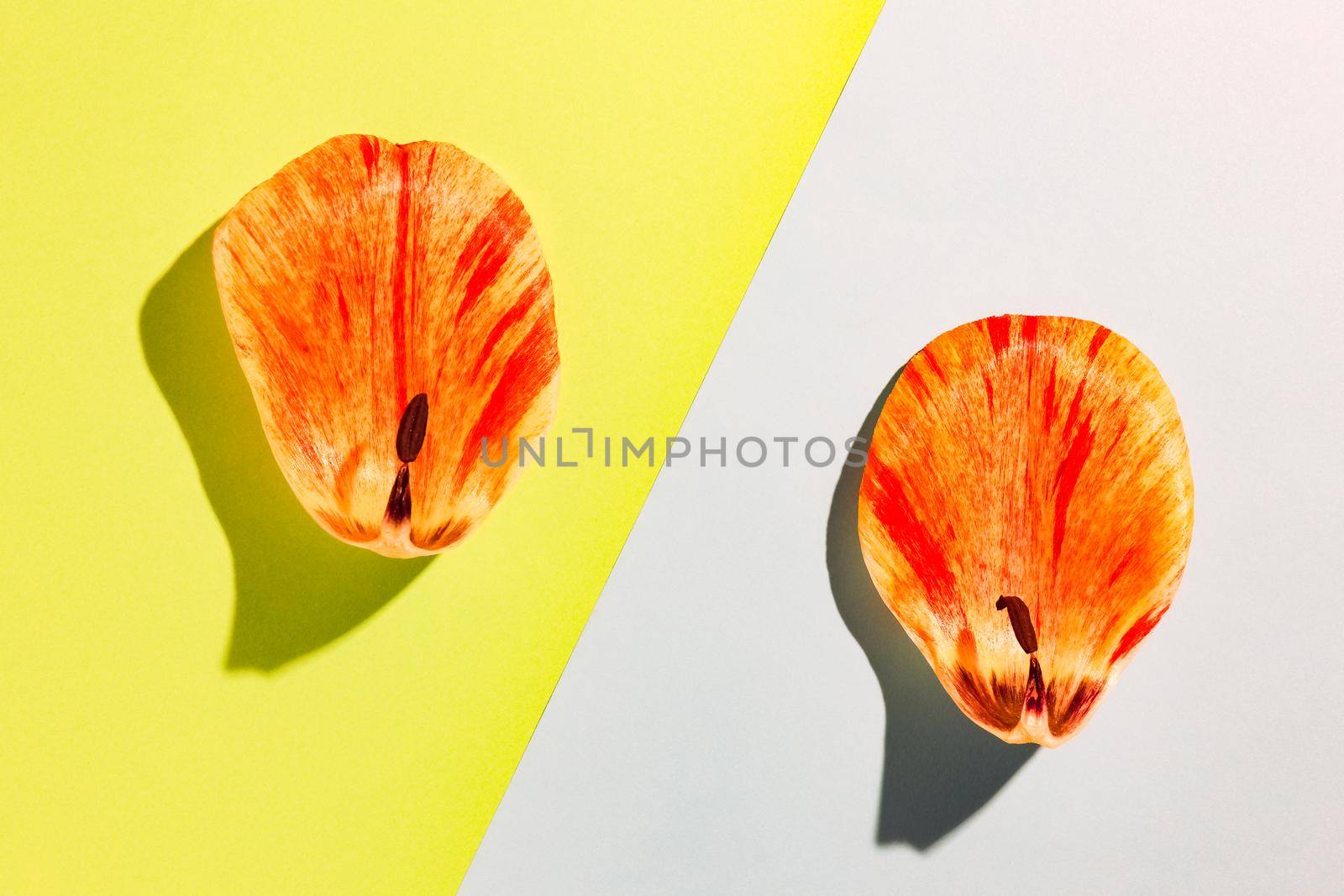 the petals of the flowers on multicolored background, top view. High quality photo