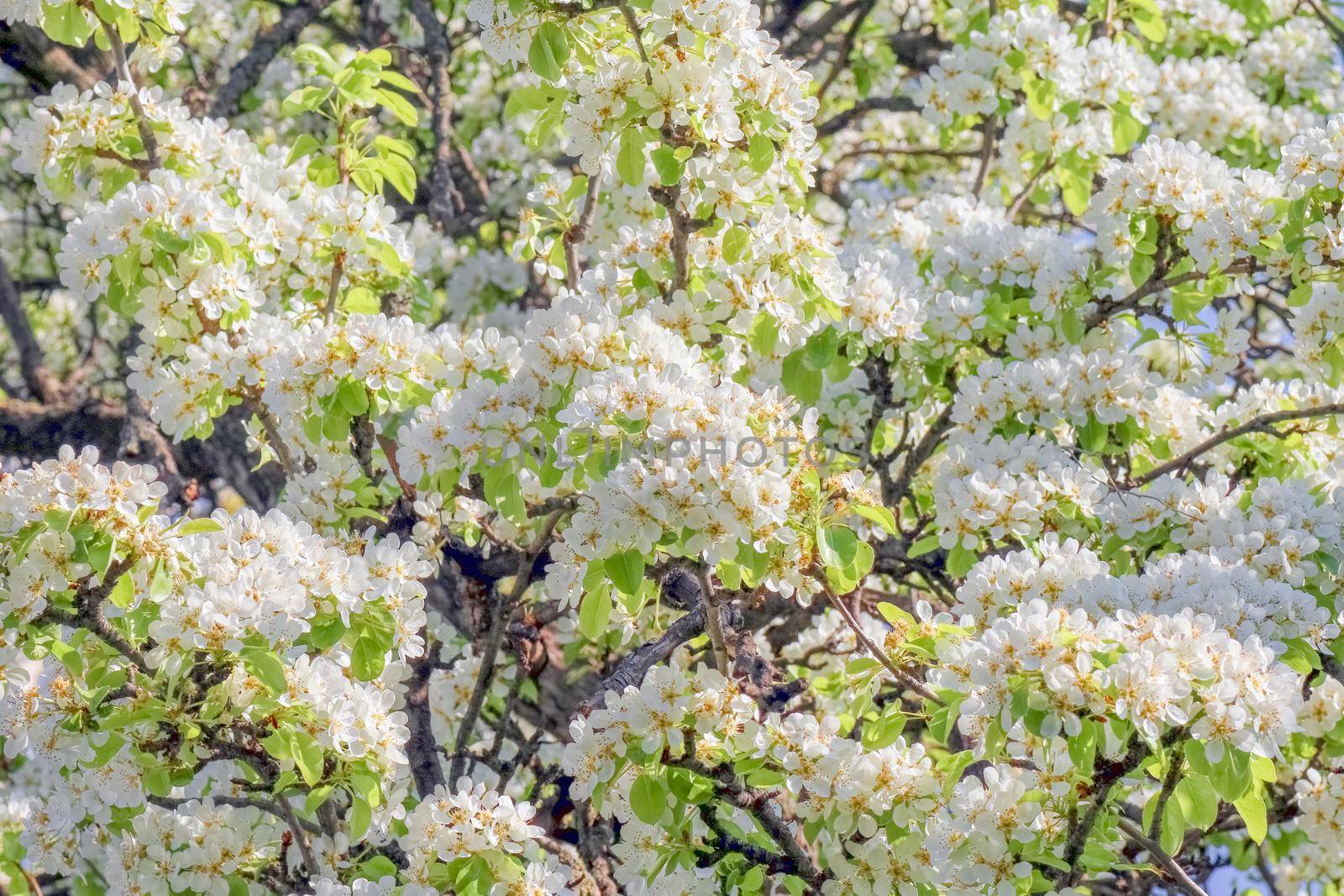 blooming tree branches for the entire frame  by roman112007