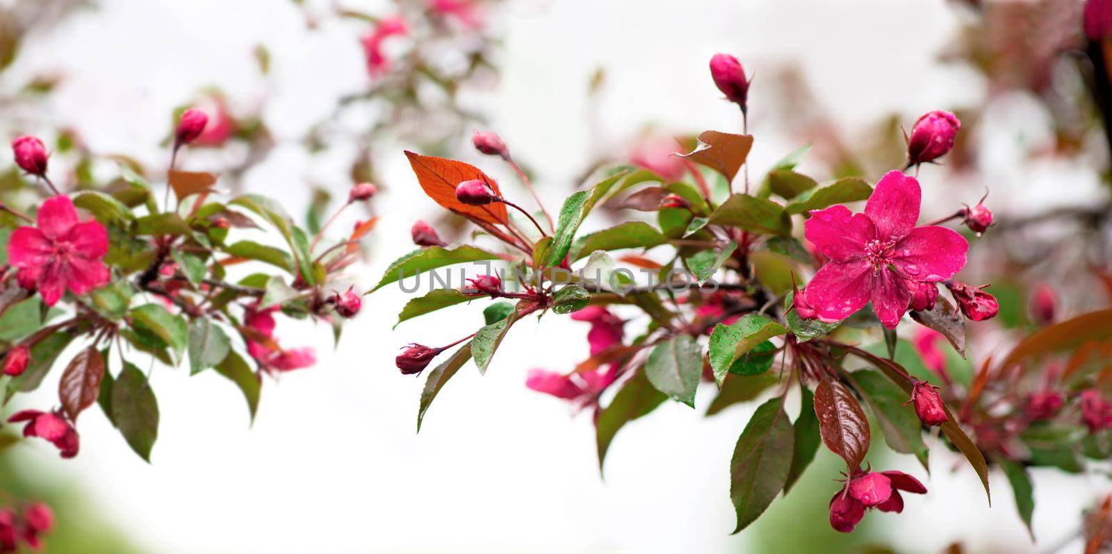 Blooming paradise apple tree buds. Wonderful natural background with pink flowers on a branch.