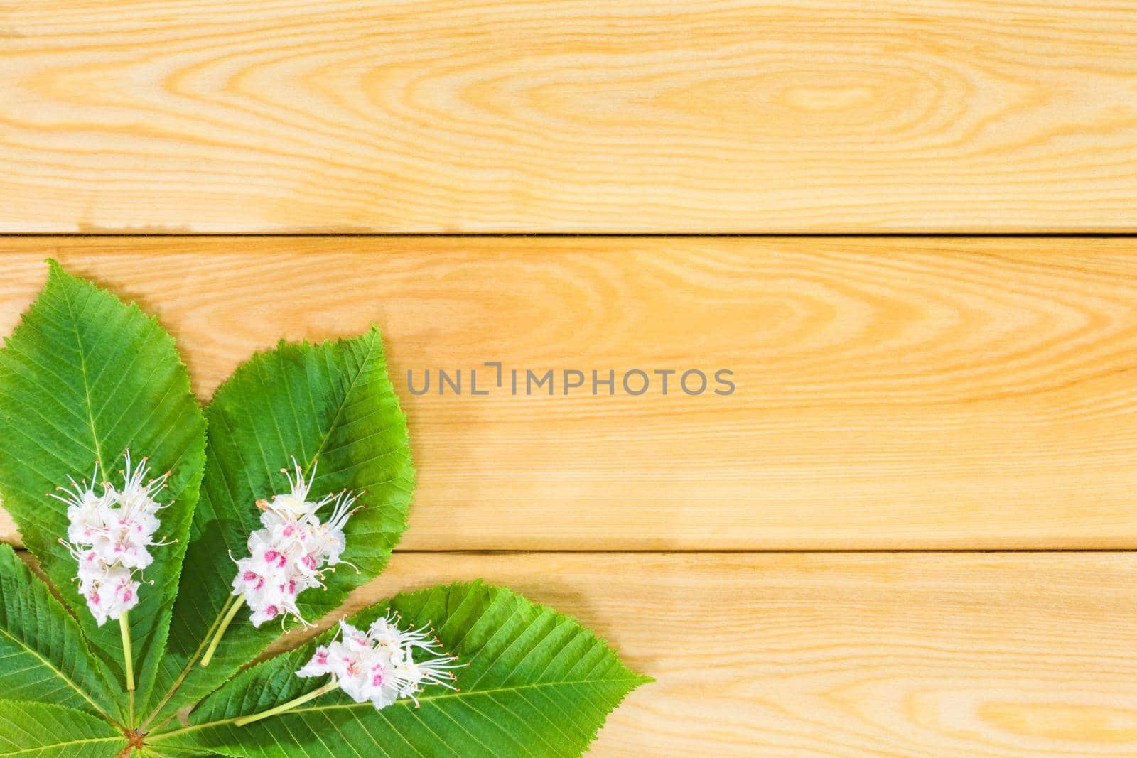 chestnut leaves on a wooden background top view by roman112007