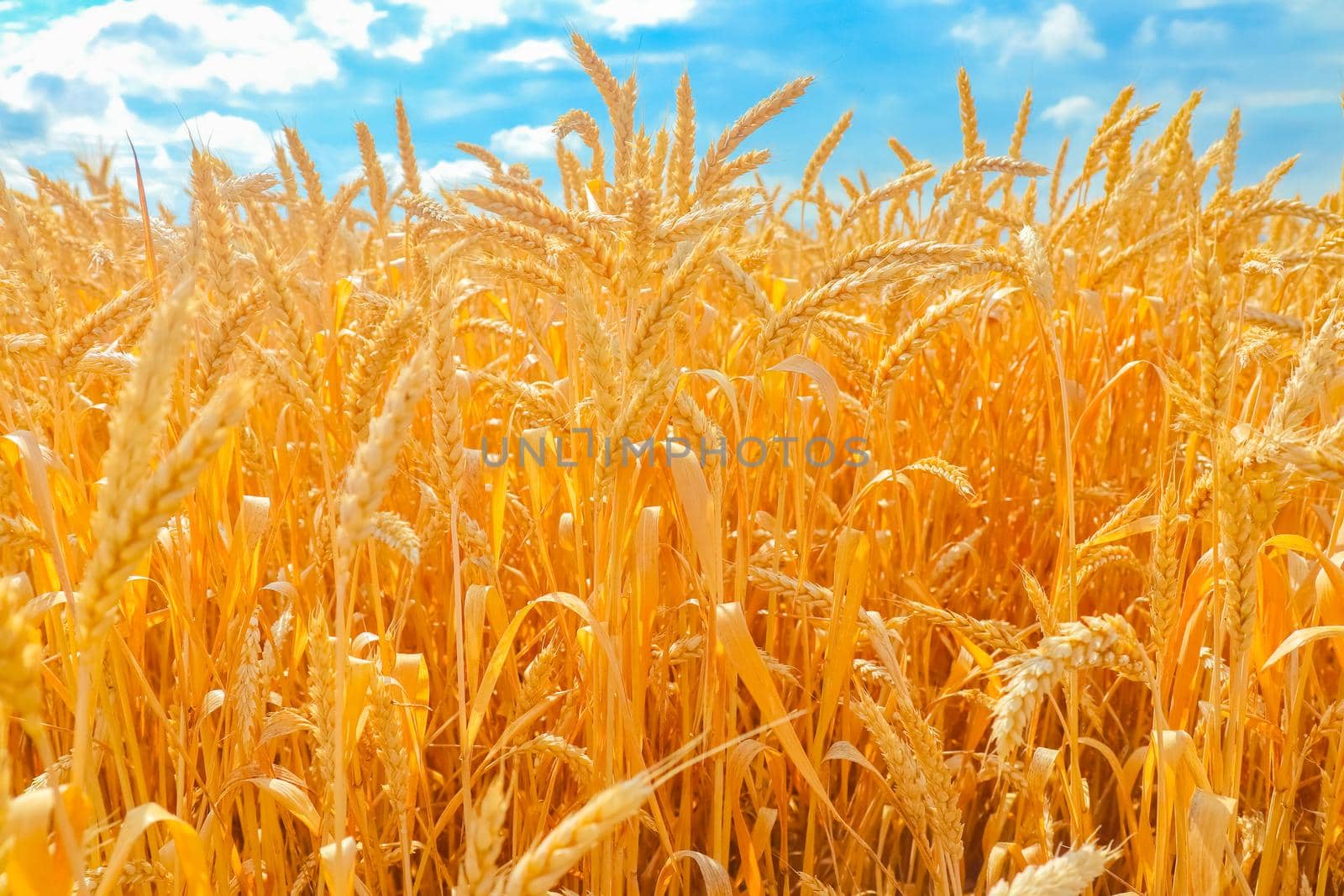 wheat field and blue sky with clouds by roman112007