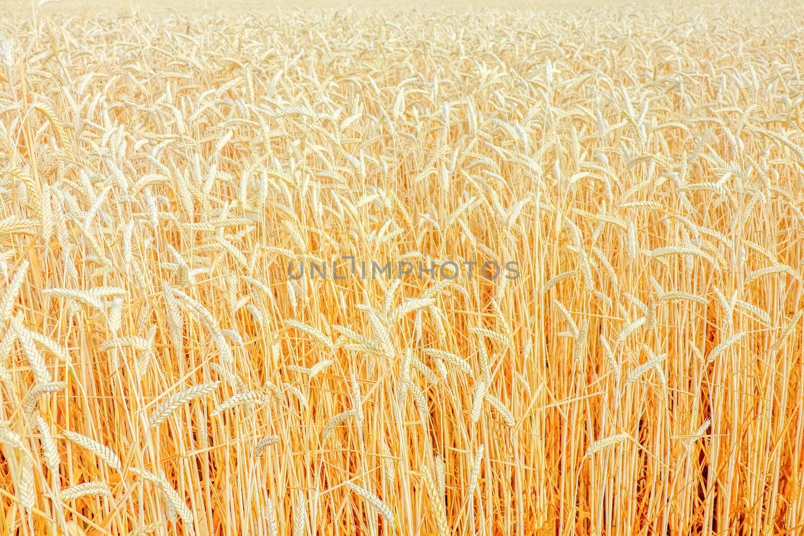 ears of wheat fills the frame by roman112007