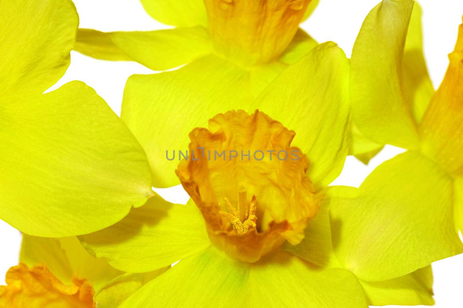 yellow daffodil on a plain background isolate by roman112007