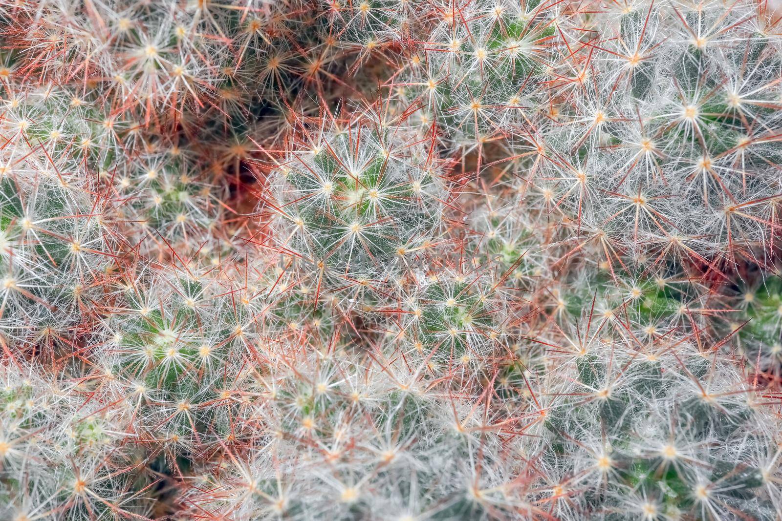 cactus close up on the entire frame as a background by roman112007