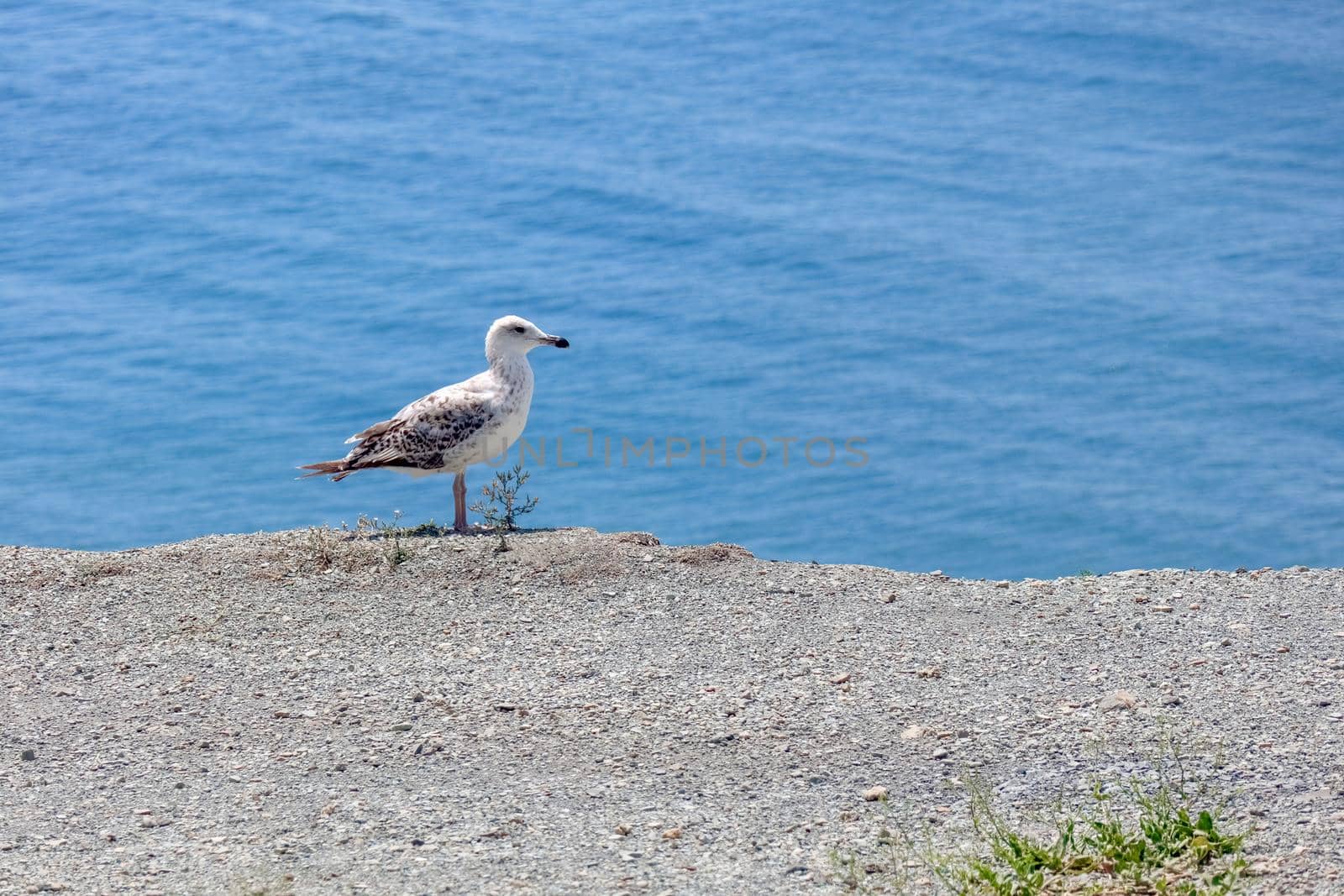 A lone white gull on the coastal sand by roman112007