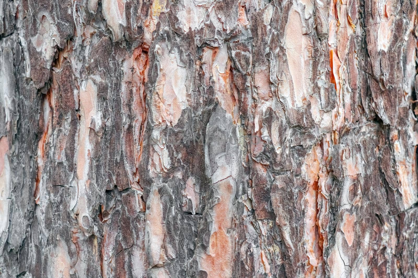 the bark of an old tree as a background close up macro