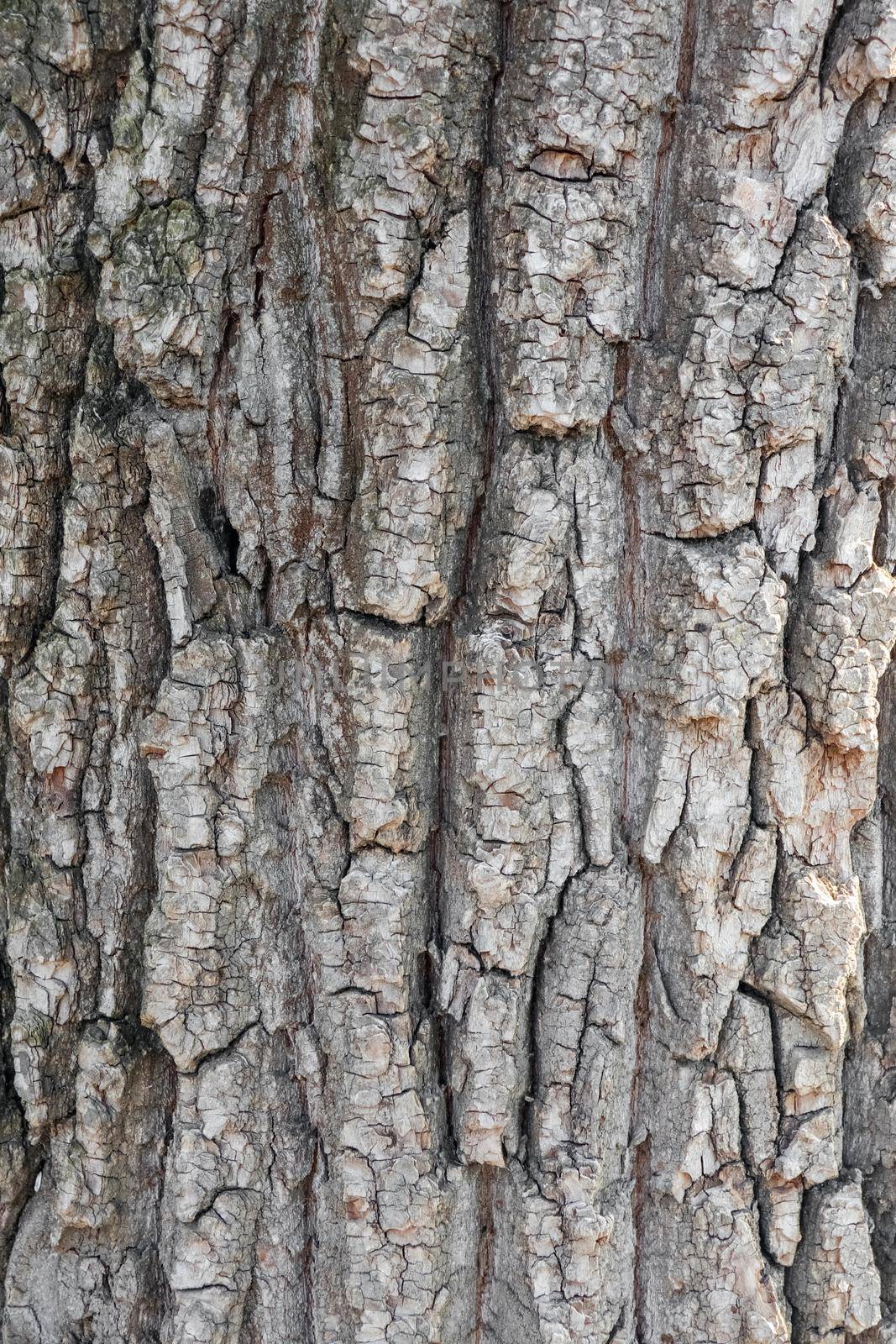 old tree bark close up as background by roman112007