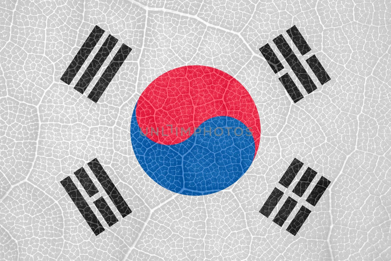 South Korean flag on the structure of a tree leaf macro. High quality photo