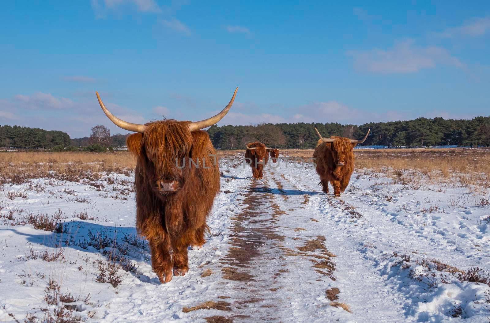 impressive group of scottish highlanders with big horns walk in the snow facing the camera