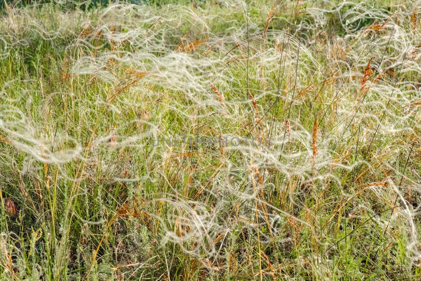 grass waddle close up for the entire frame. High quality photo