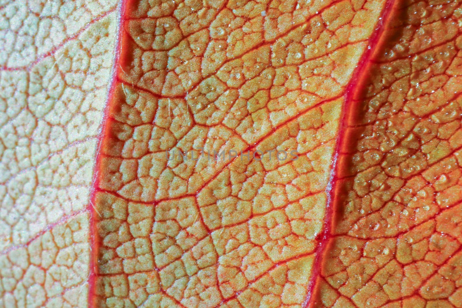 the structure of the yellow leaf macro as background by roman112007