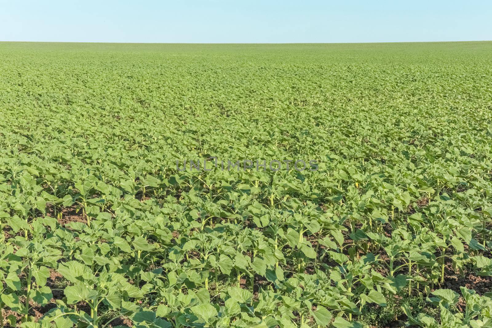 field of young sunflower sprouts against the sky. High quality photo