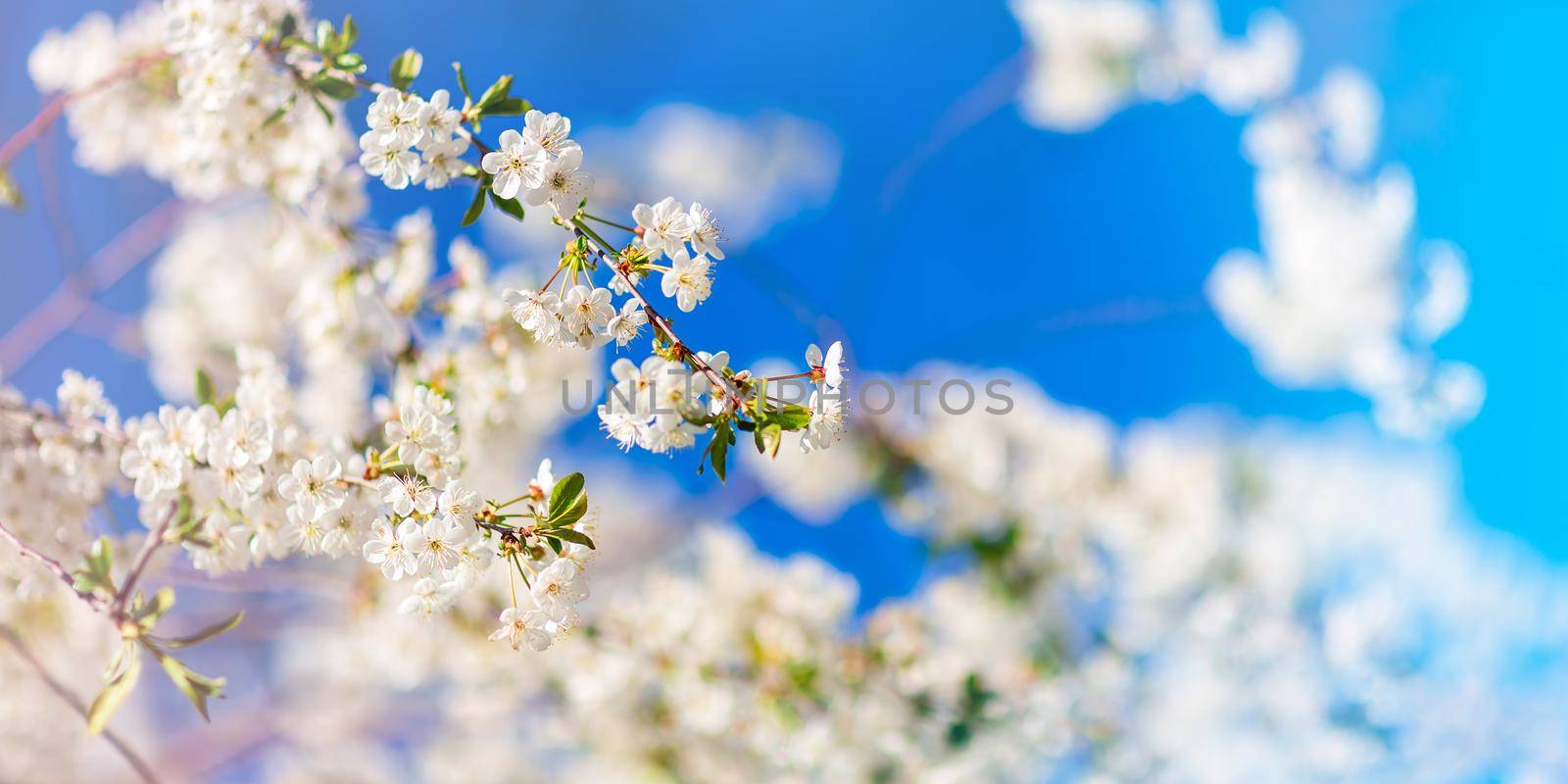 Spring blooming and blossoming flower branch against blue sky by Len44ik