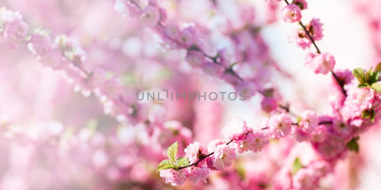 Spring blooming and blossoming flower branch against blue sky banner