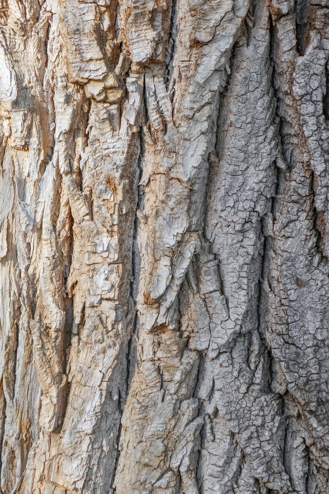 old tree bark close up as background by roman112007