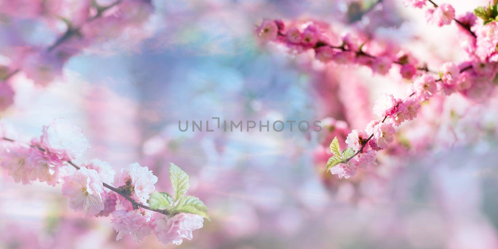 Spring blooming and blossoming flower branch against blue sky banner