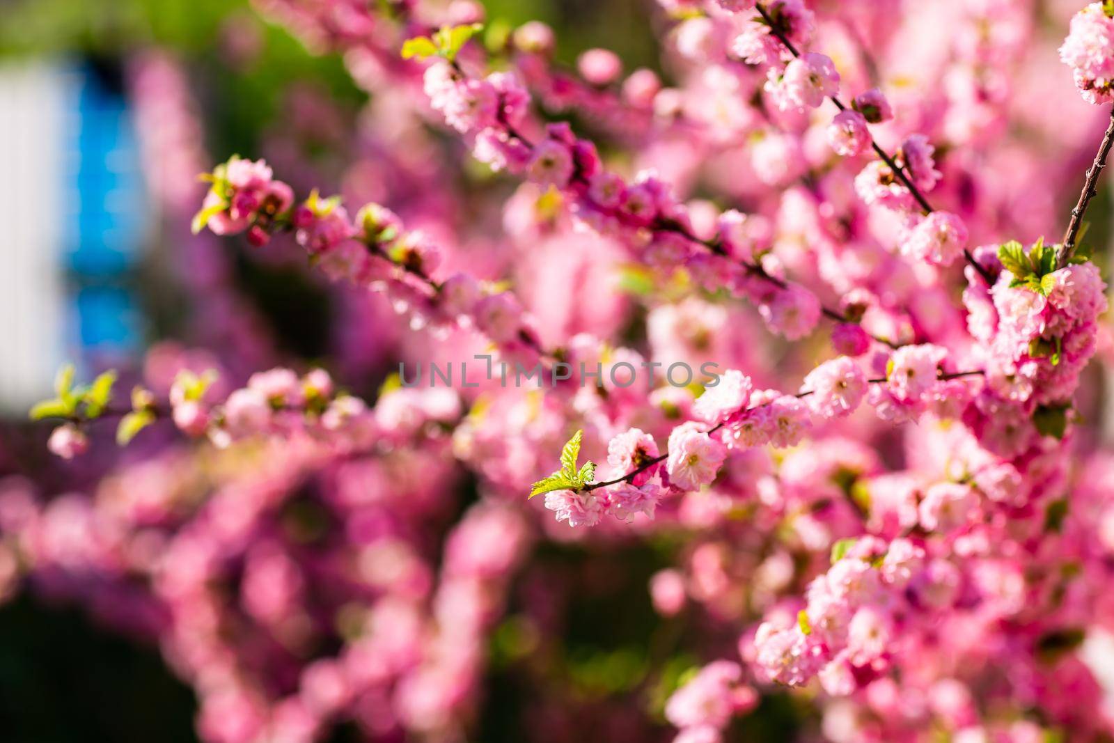 Spring bright blooming and blossoming flower branch against blue sky